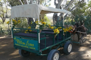 Willowmore Willow Limo